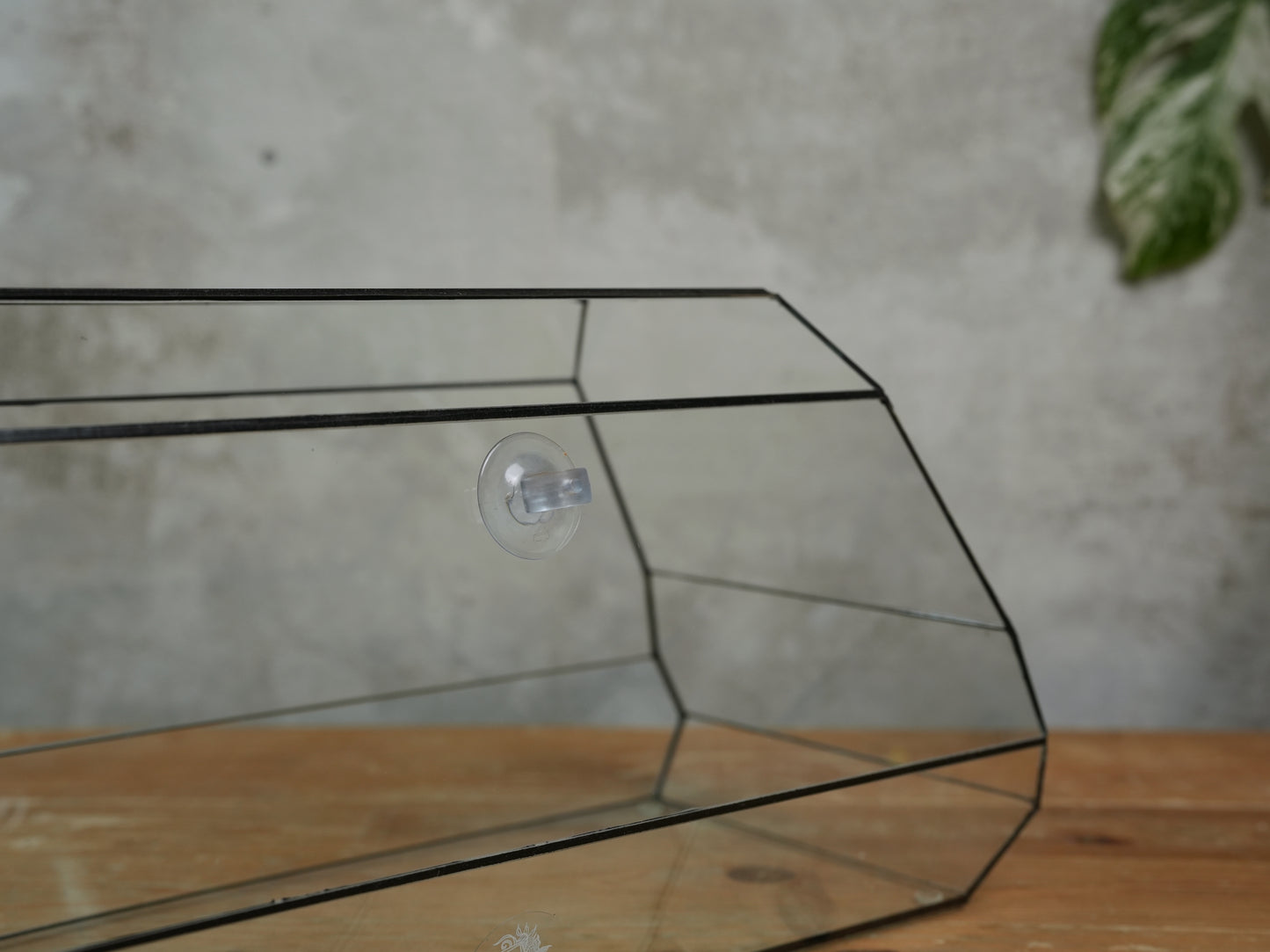 Amethyst - Geometric terrarium